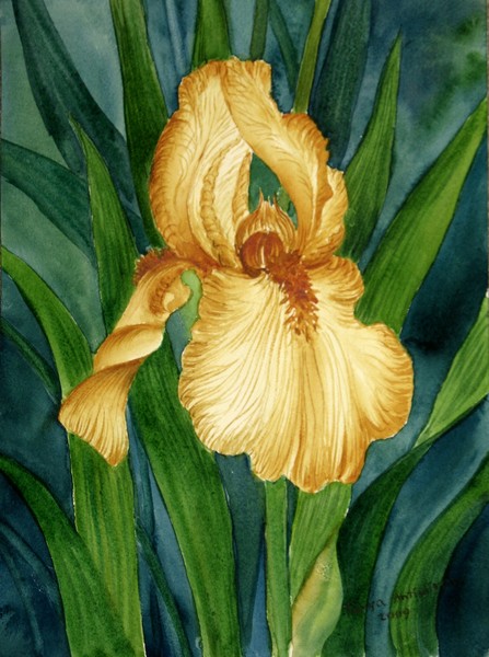 Iris 24