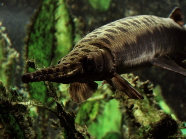 Ancient Fish