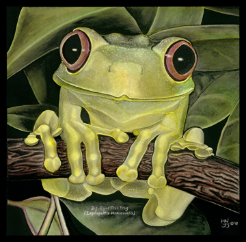 GLASS BIG-EYED TREEFROG