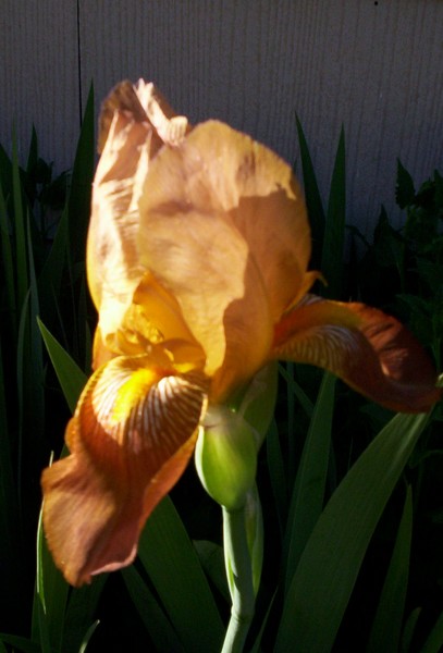 Yellow Flame
