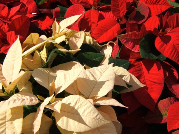 Poinsettias