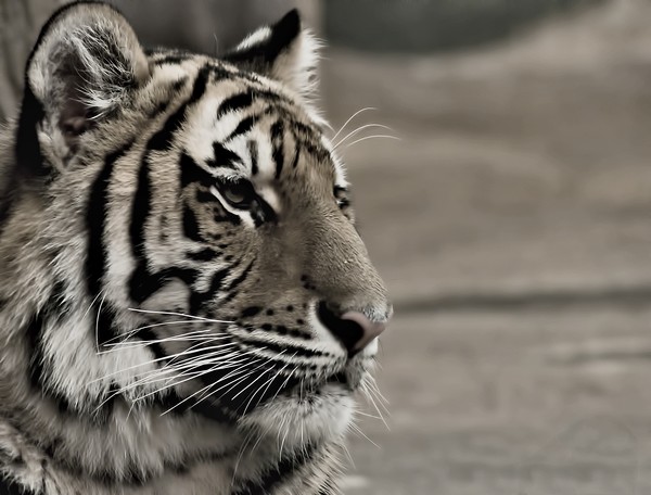 Taking a rest: Tiger