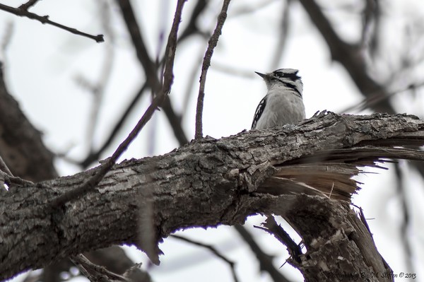 Woodpecker