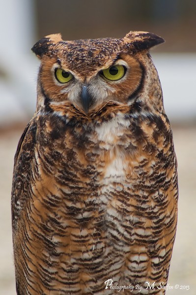 Great Horned Owl