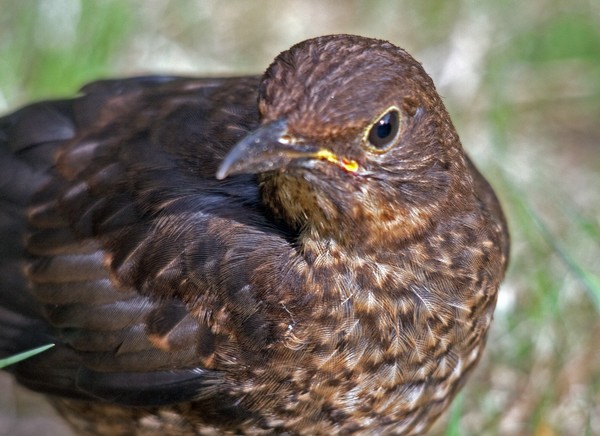 Blackbird