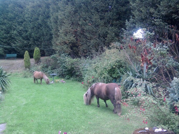 My new lawnmowers 2