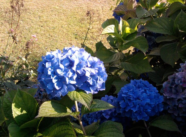 Pretty flower
