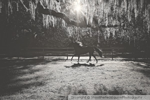 BW Pepper Running 1