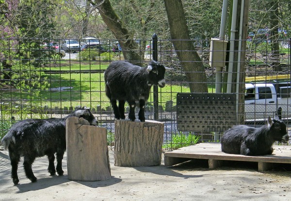 Donkeys at Zoo
