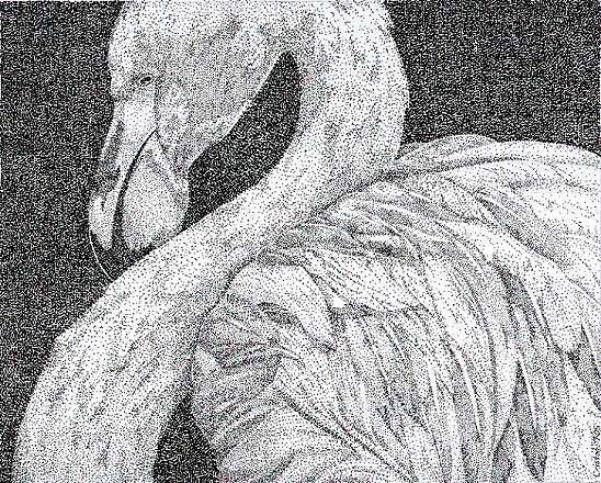 Flamingo
