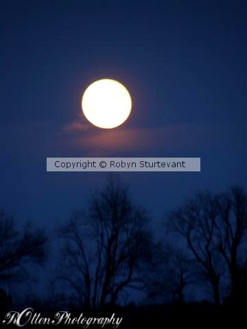 Moon over trees