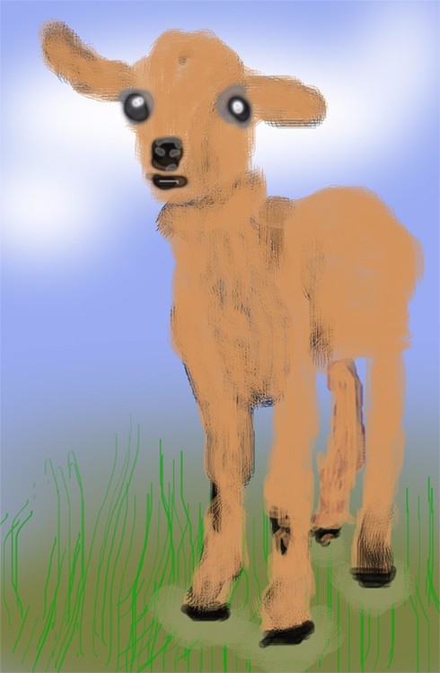 Baby Goat O686