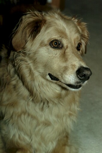 Brandi, Golden Retriever, portrait