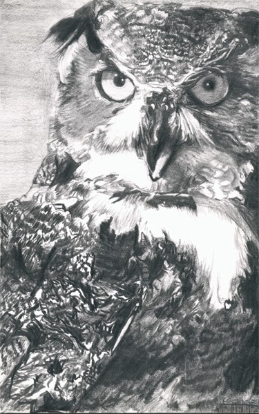 Horned Owl