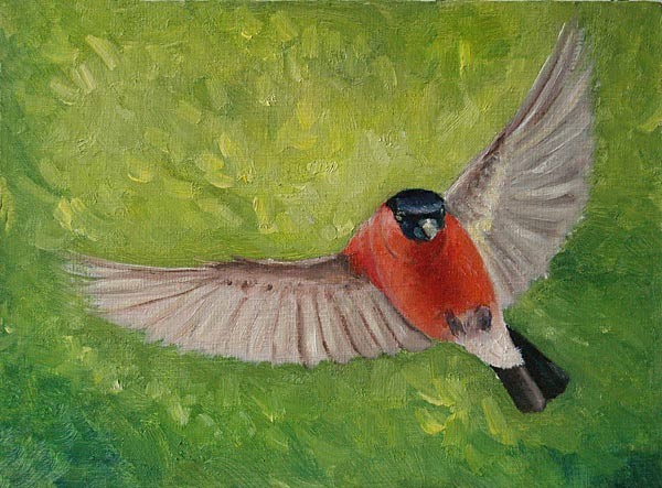 Bullfinch About To Land