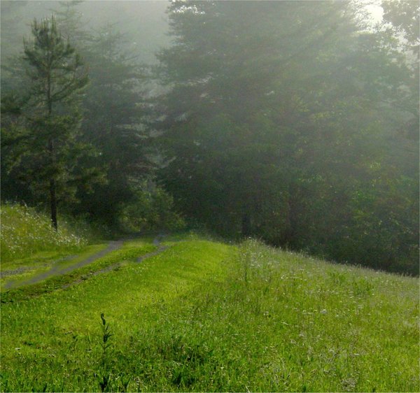 Morning Mist on the Trail