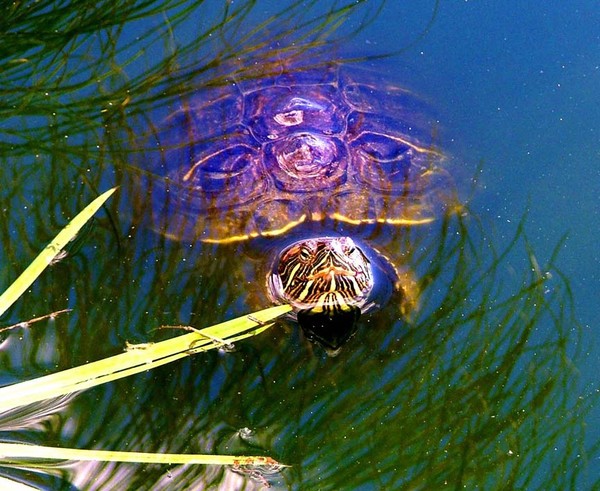 turtle pond