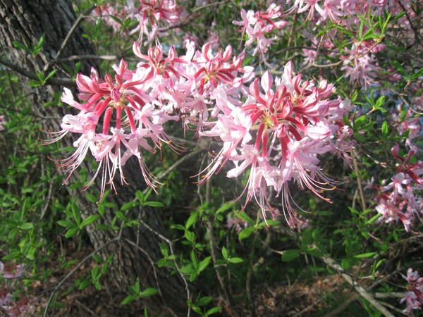 Mountain Laurel in Georgia