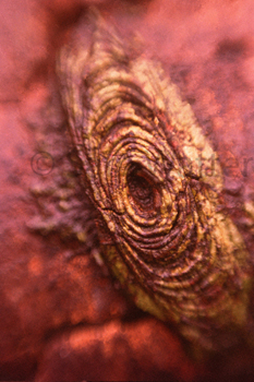 Bark