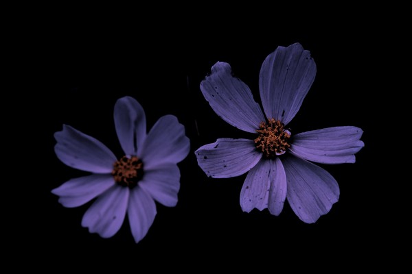 Pair of Wild Flowers