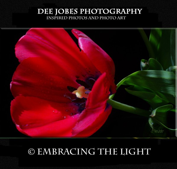 EMBRACING THE LIGHT