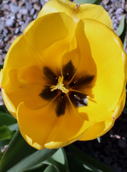 Tulip