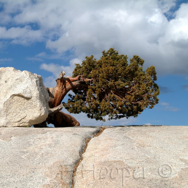 A Solitary Life