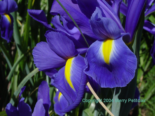 Blue Iris