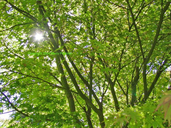 Summer Sunlight Glistens