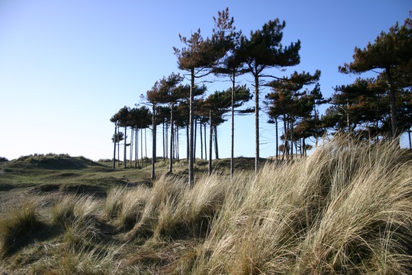 The Dunes
