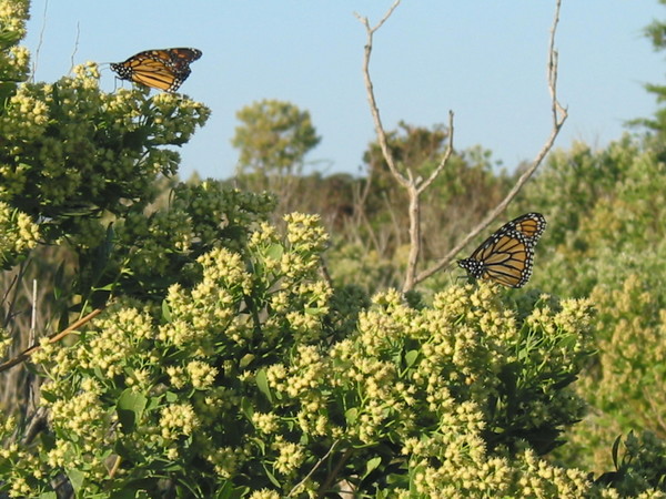 Monarchs