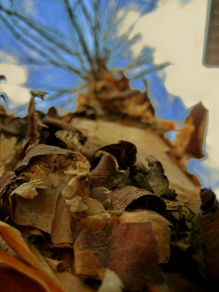 Tree Bark