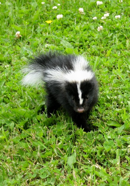 Lil' Stinker