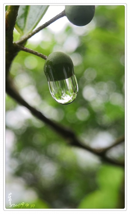 Natural Bulb