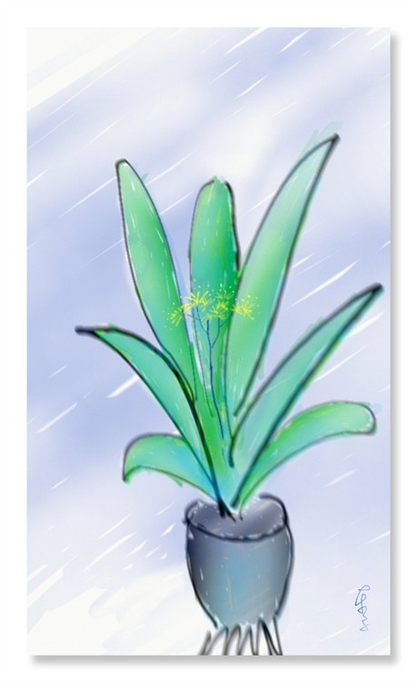 Orchid