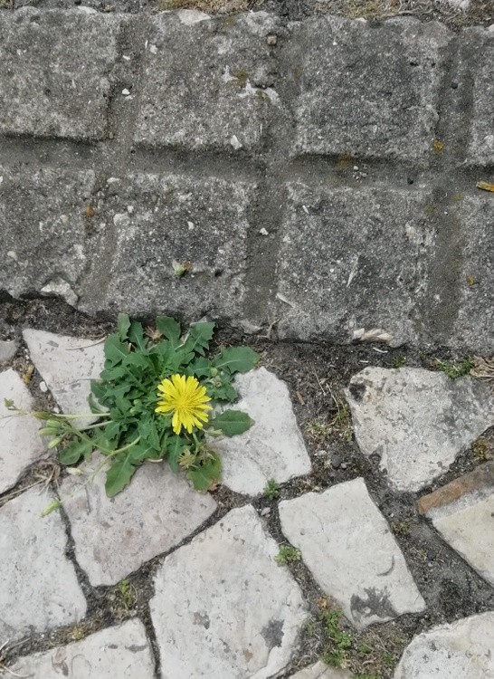Se ninguém a pisar...