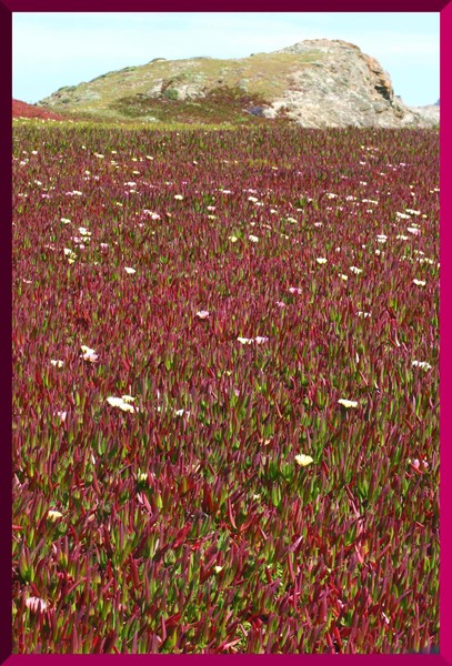 Ice Plant