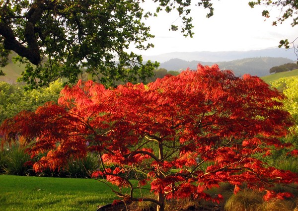 Japanese Maple