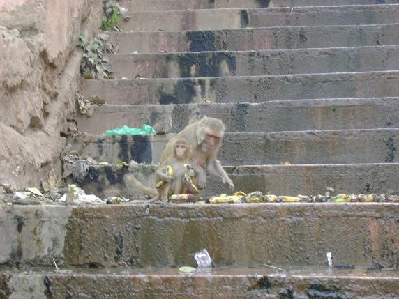 Monkey