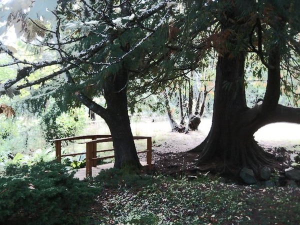 Quiet moment in the Trees
