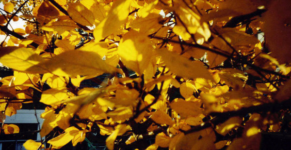 autumn