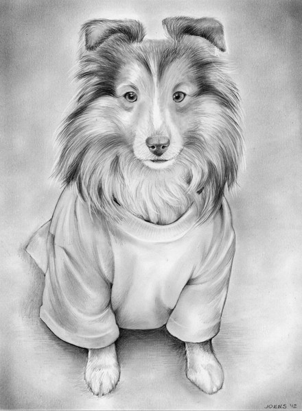 Sheltie Sheep Dog