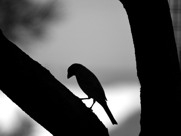 In the Tree