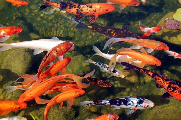 school of fish