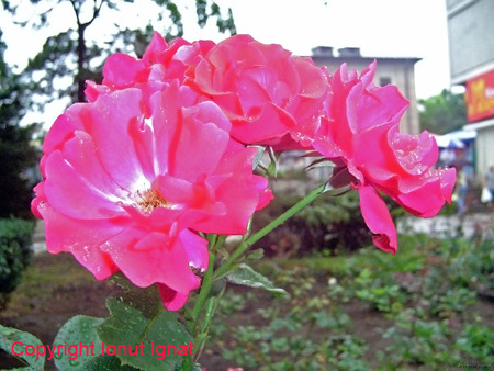 Roses