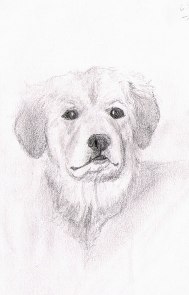 retriever