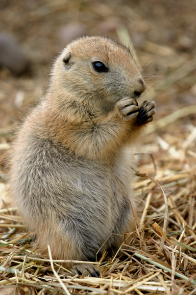 Prairie Dog