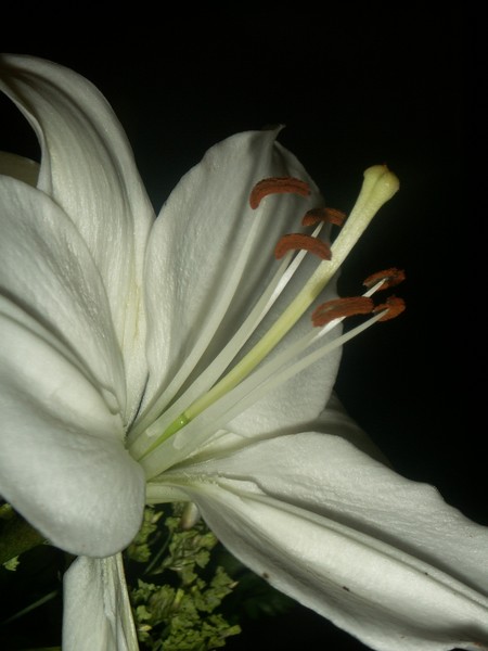 Birthday Flower
