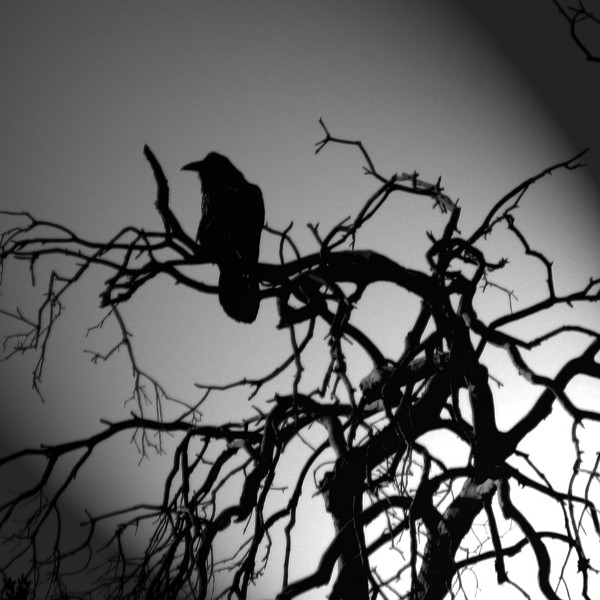 Night Raven