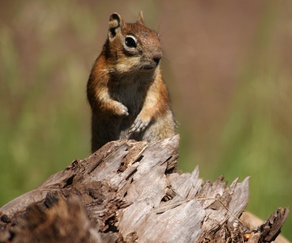Chipmunk 